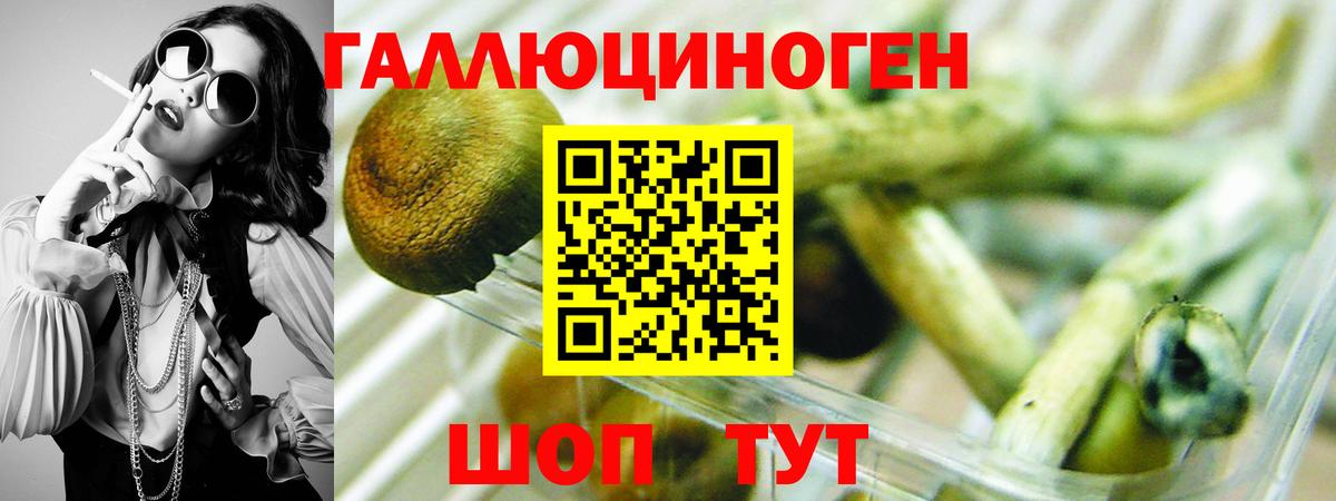 Гуково  Псилоцибиновые грибы Cubensis  Вход с VPN 